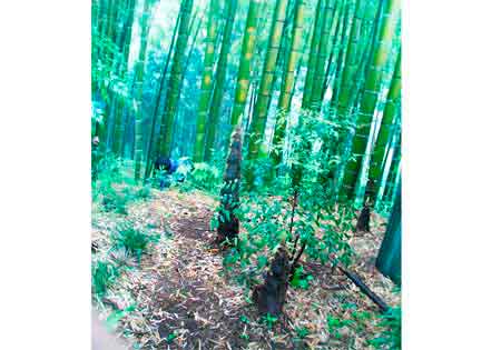 竹の子狩り
